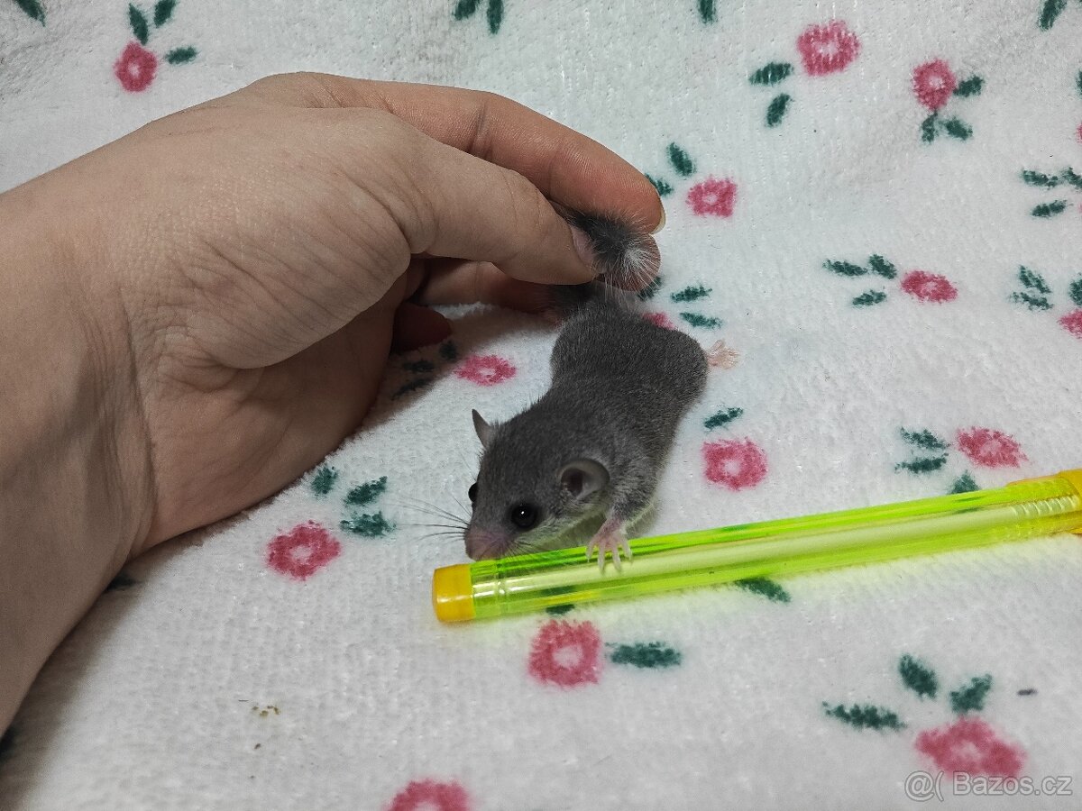 Plšík africký - 8