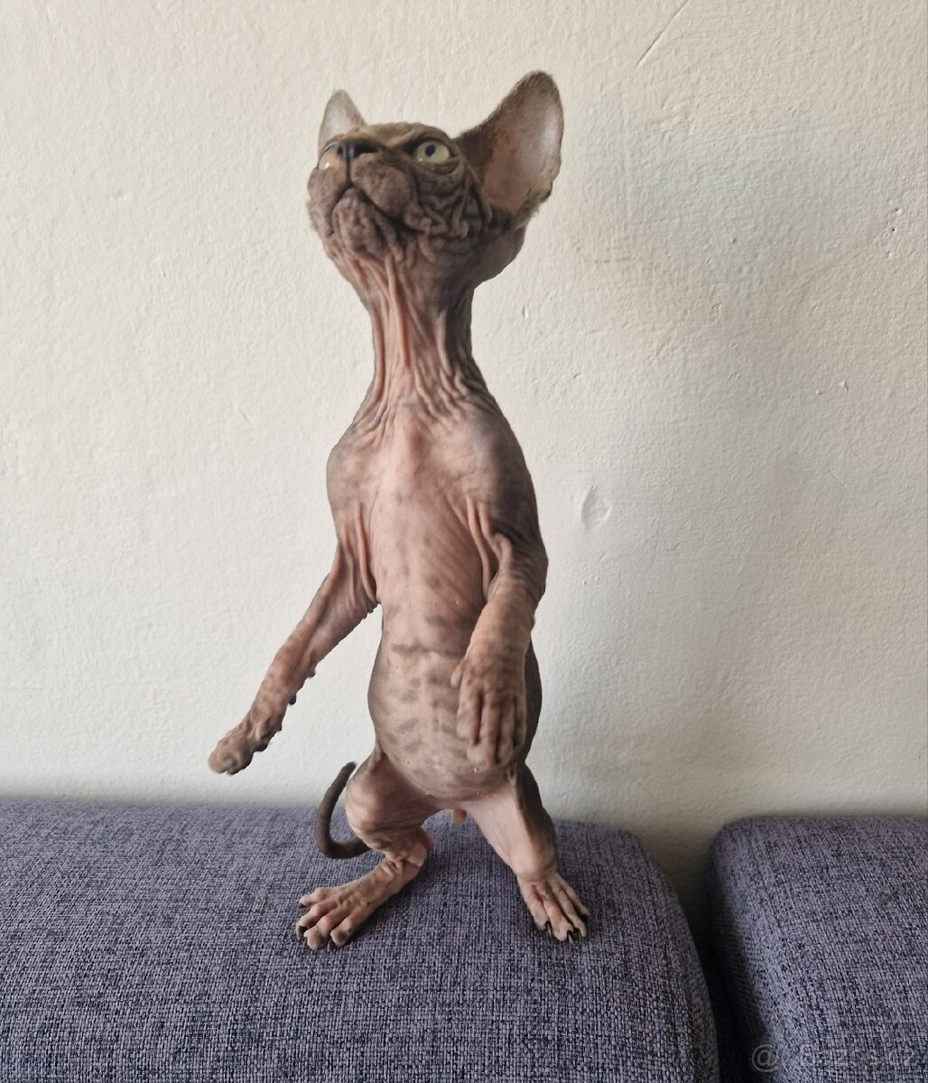 Kanadský sphynx bez PP - kluk - 8