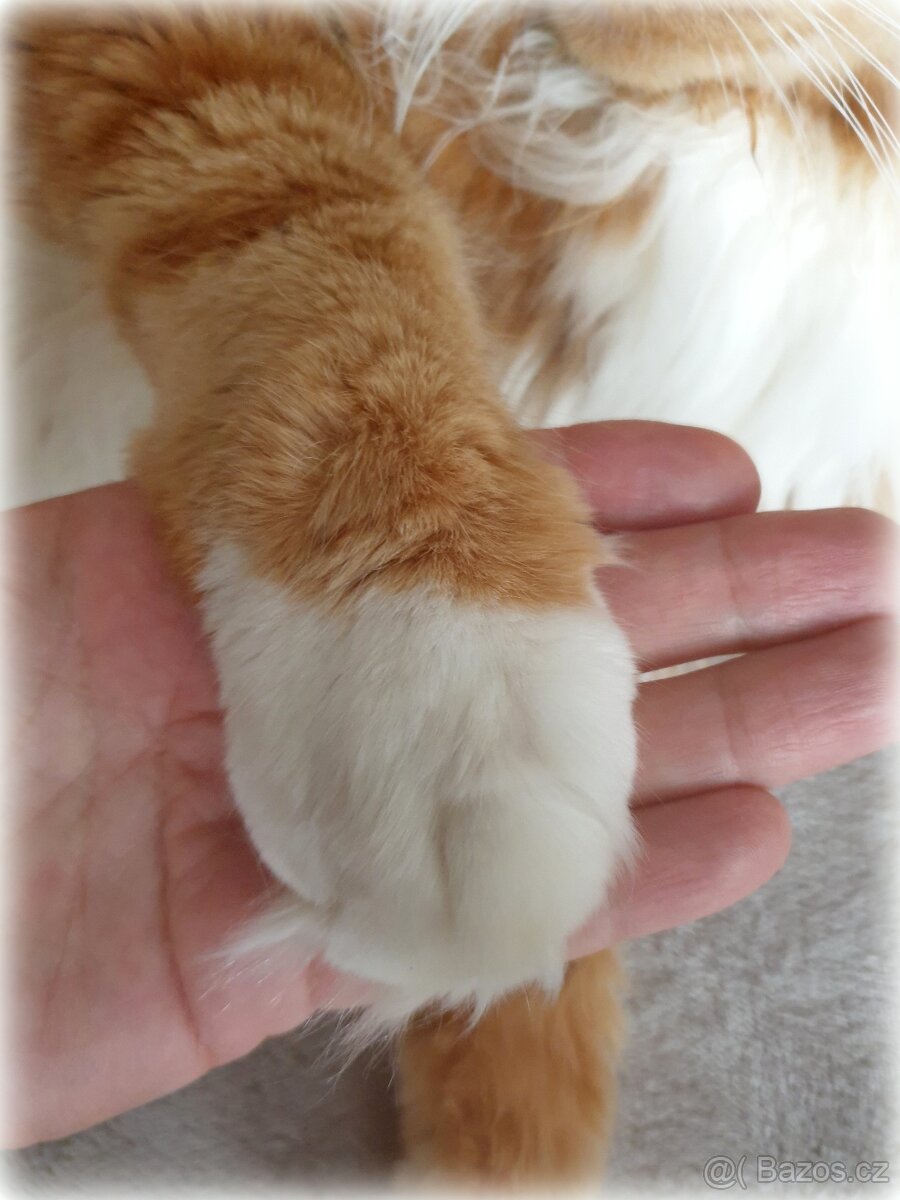 Mainský mývalí kocour - krytí - 8