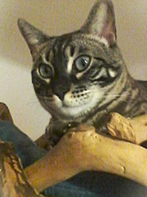 Bengálský kocourek s PP - 8