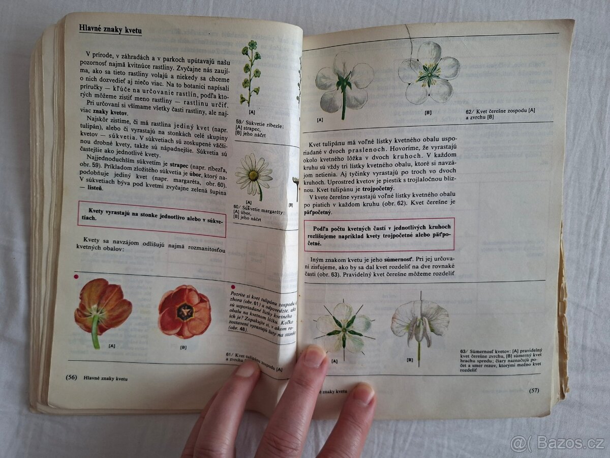 Přírodopis pro 5. ročník ZŠ (1988) - 8