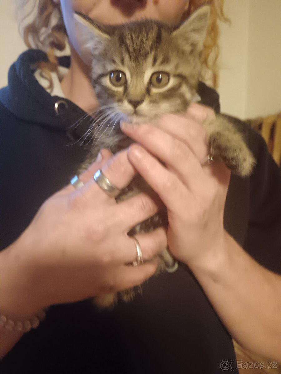 Britská whiskas - 8