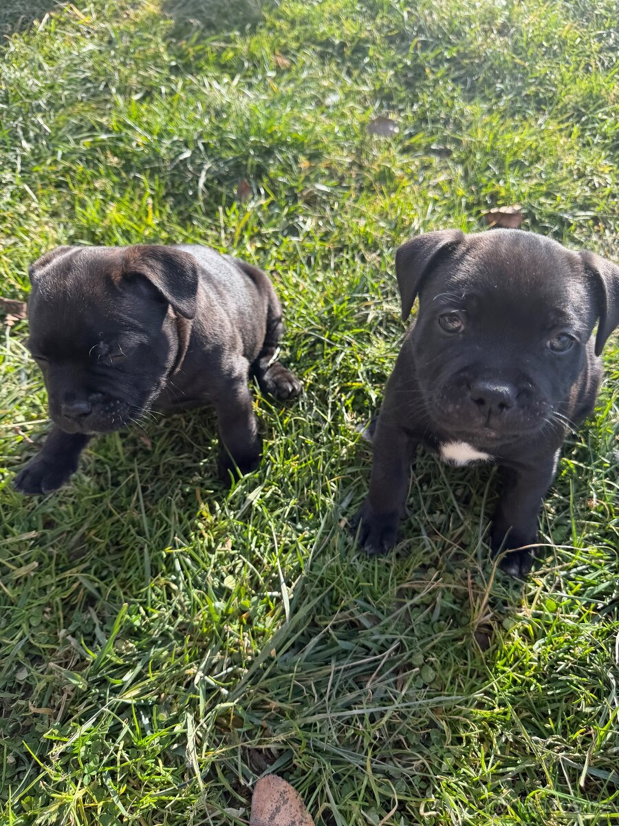 Stafordšírský Bulteriér - 8