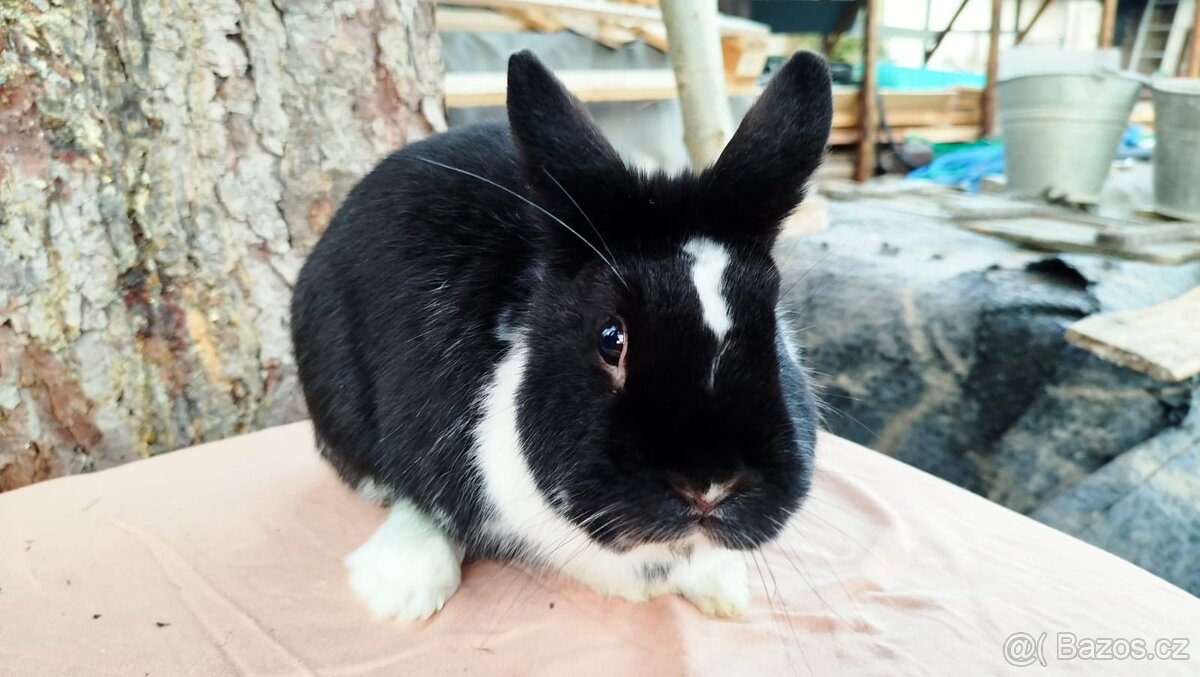 Zakrslý králík - 8