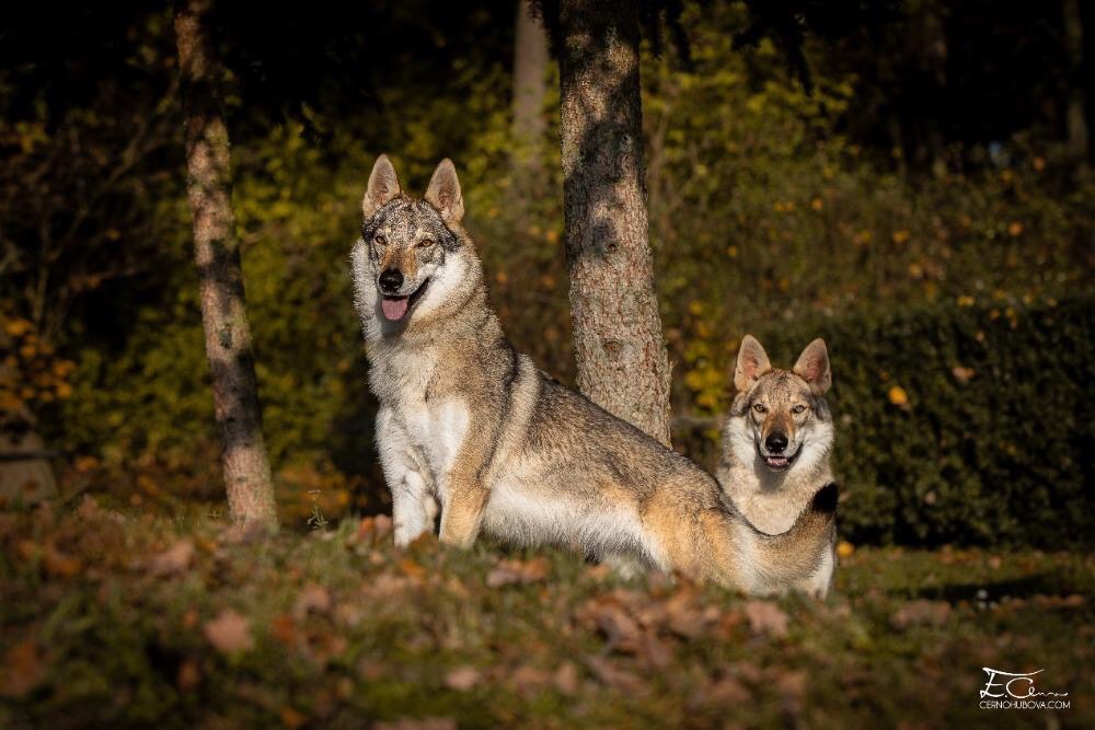 Československý vlčák s PP - 8