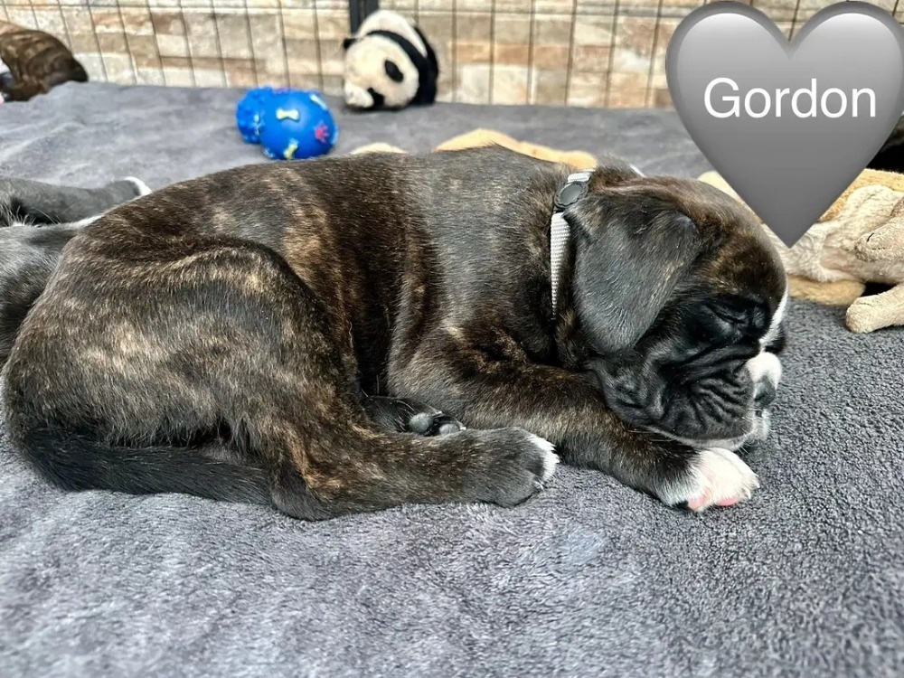 Štěňata německého boxera - 8