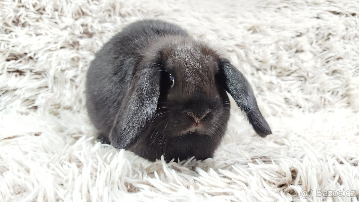 Zakrslý beránek, králíček, králík - BIBI - 8