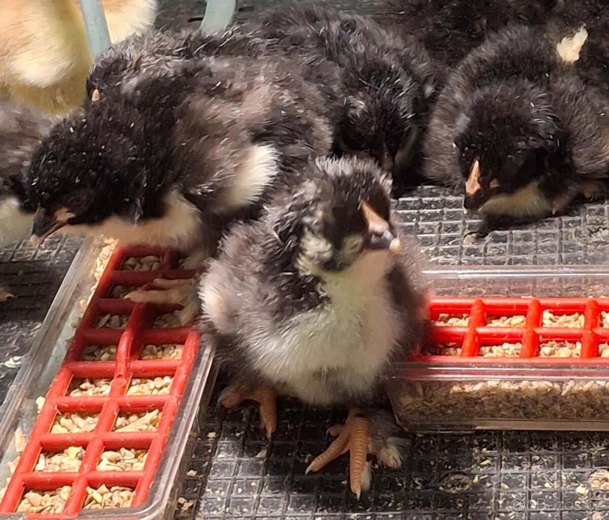 Marans, araukana - 8