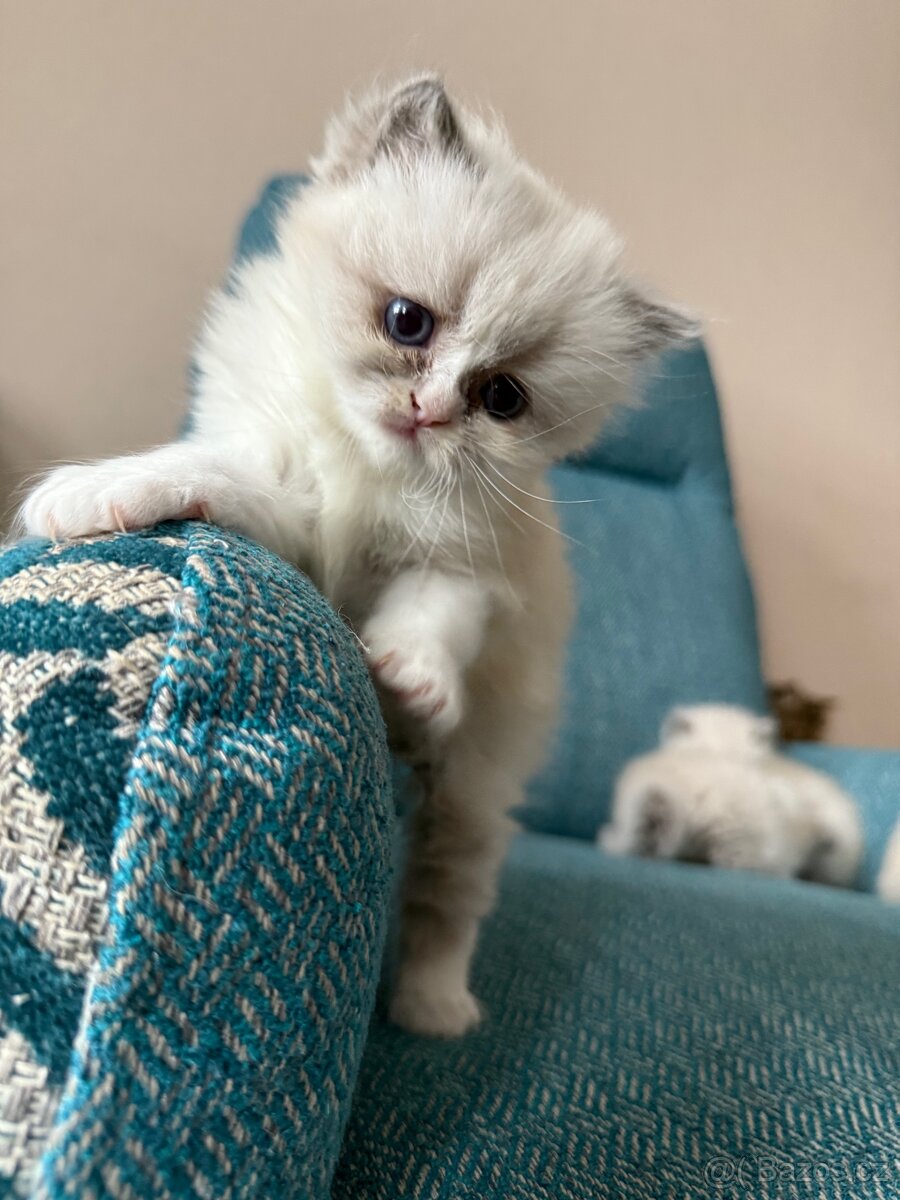 Perská činčila koťátka - 8