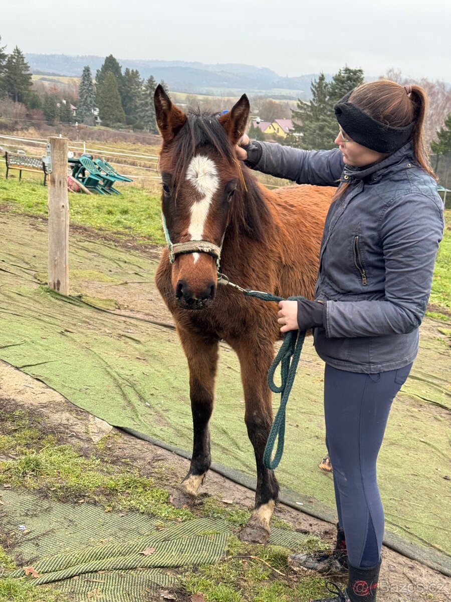 ČT klisnicka k prodeji - 8