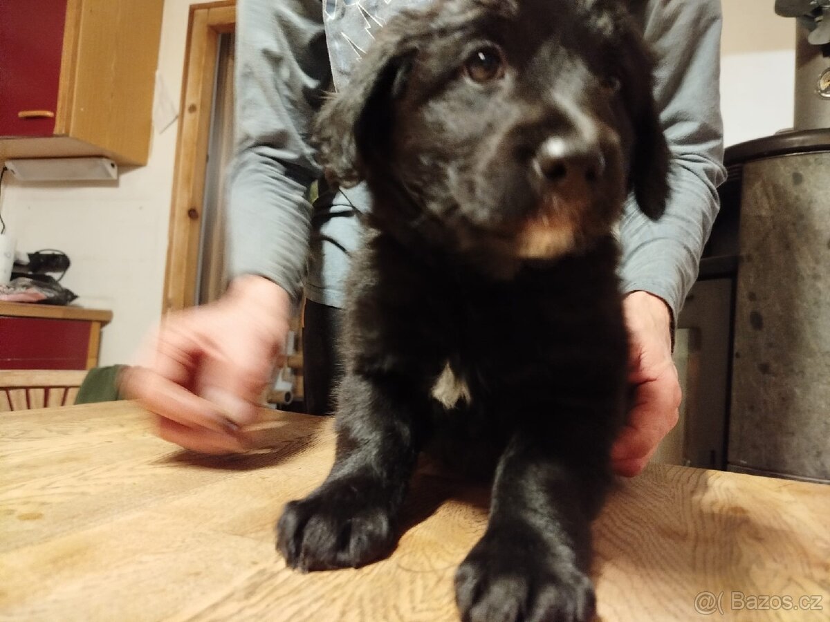 3 štěňata na prodej - 8