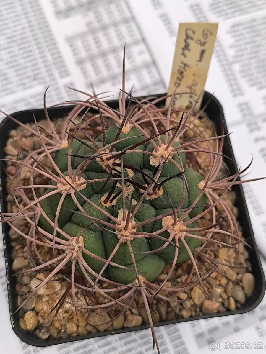 Kaktusy - 8