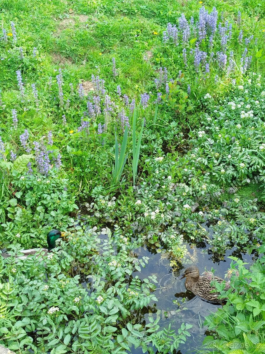 Krásný pozemek - 8