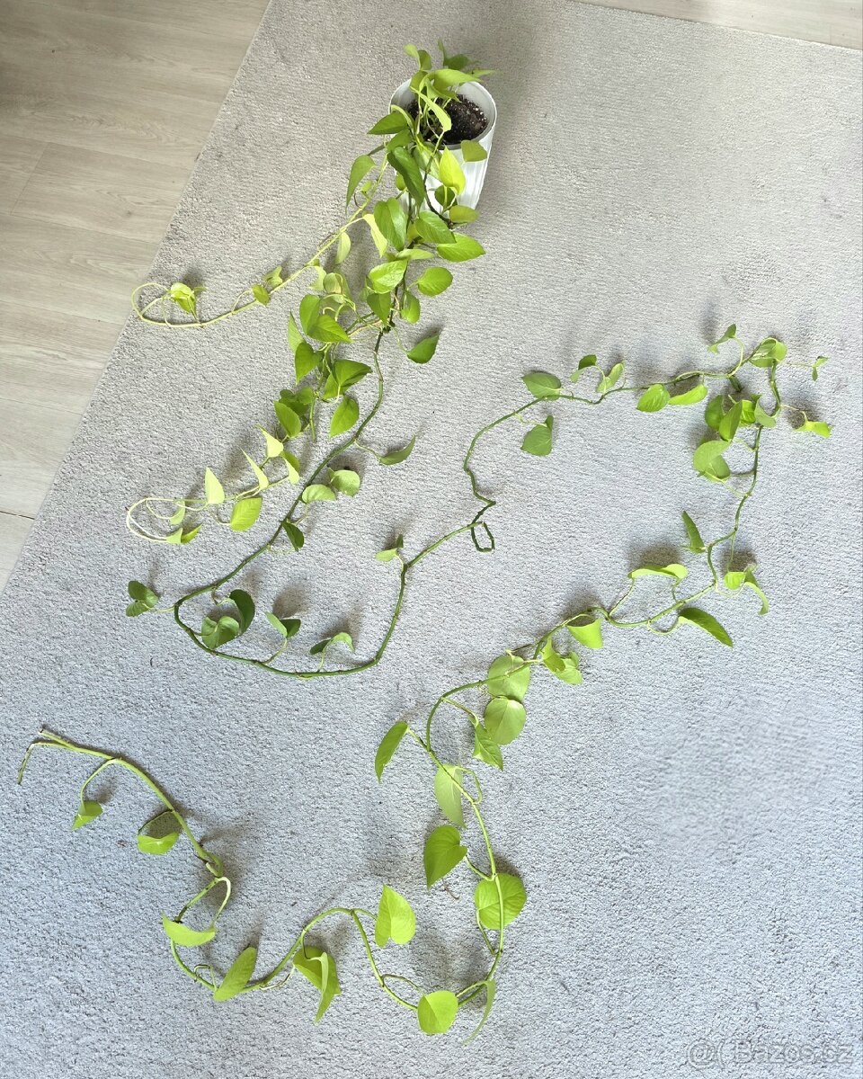 Epipremnum / Potos - 4x marble, snow queen, global, neon - 8