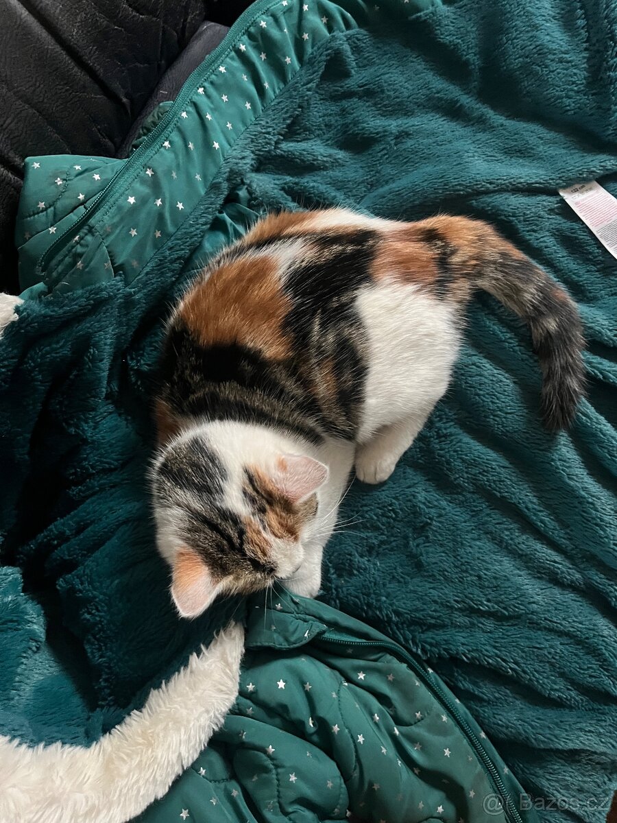 3 měsíční koťata - 8