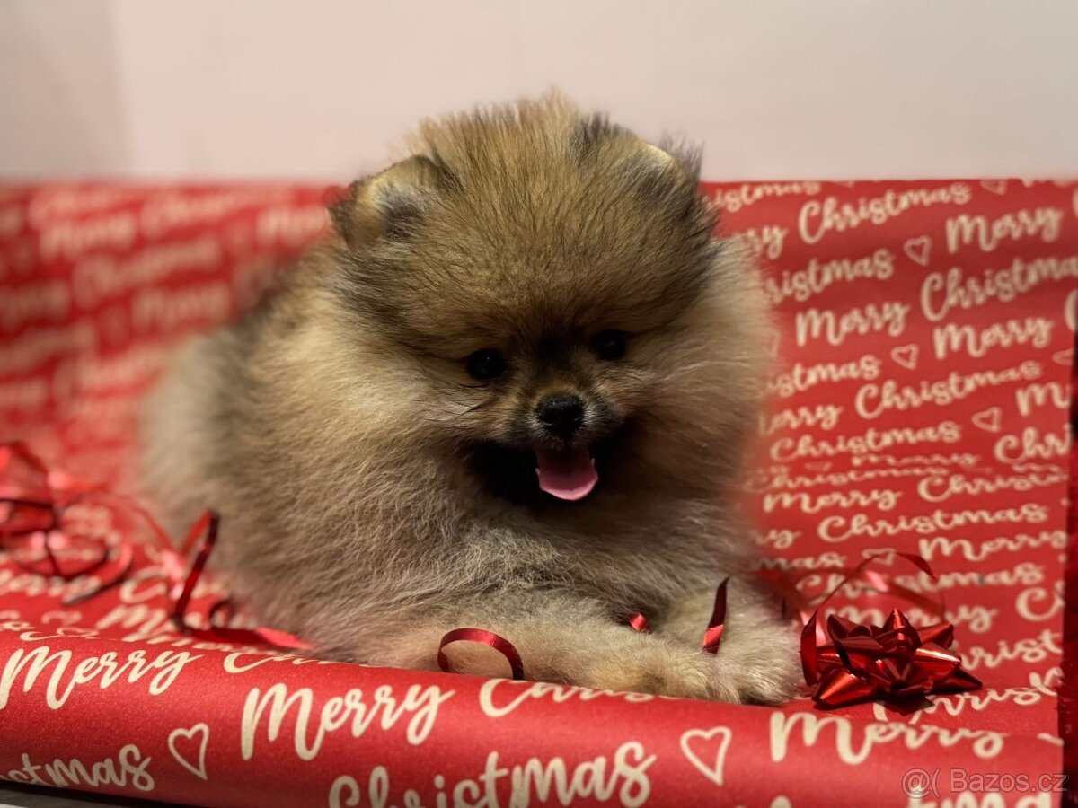 Pomeranian s pp FCI - 8