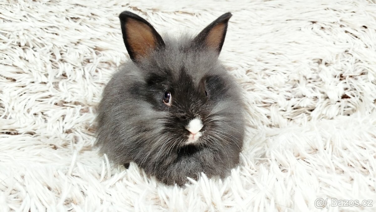 Zakrslý králík, králíček - HOLLY - 8