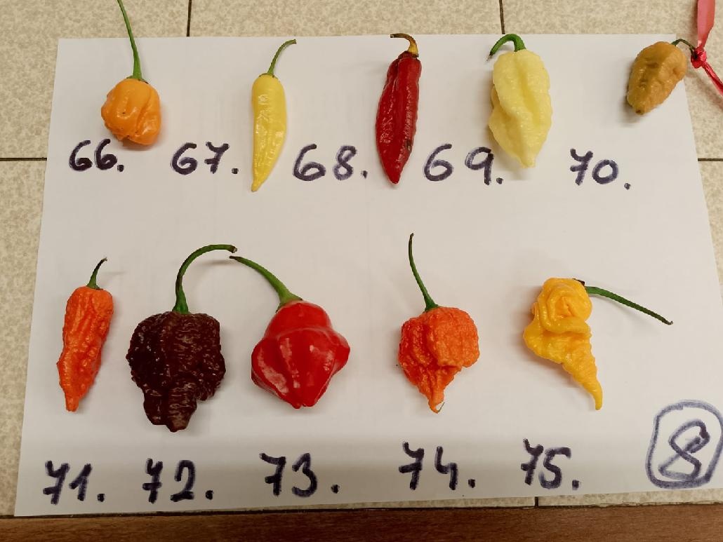 Semínka chilli papriček - zdarma - 8