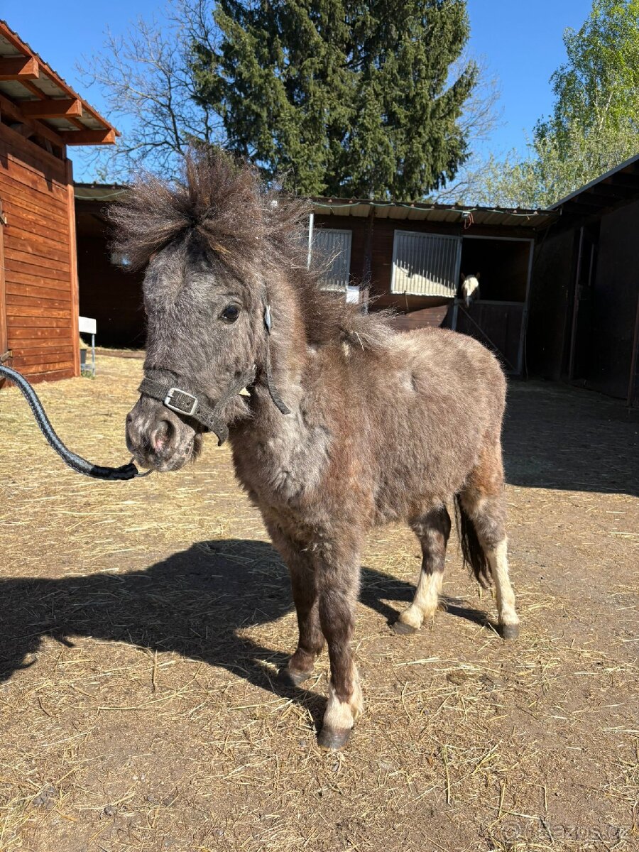 Minipony - 8