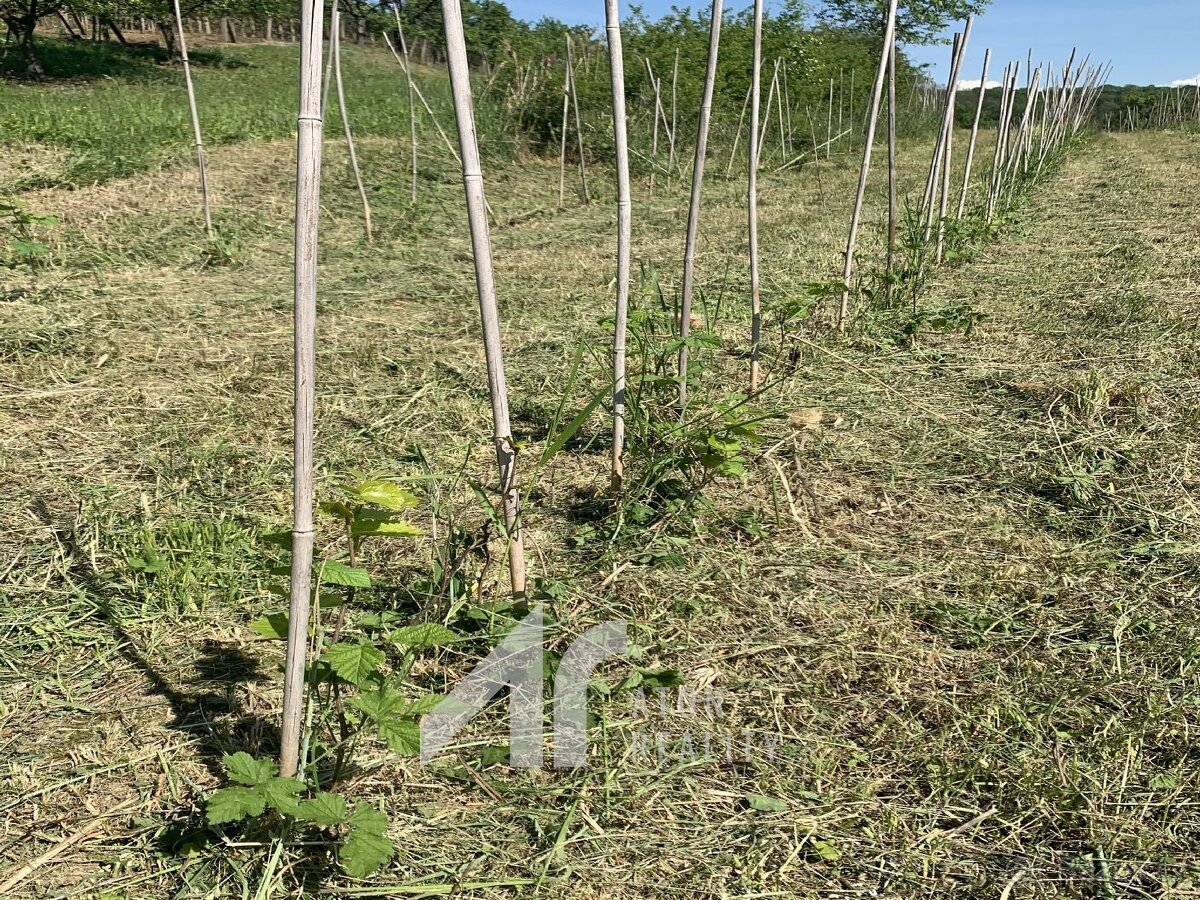 Křepice u Hustopečí – mladá vinice 2 199 m2 – vinice - 8