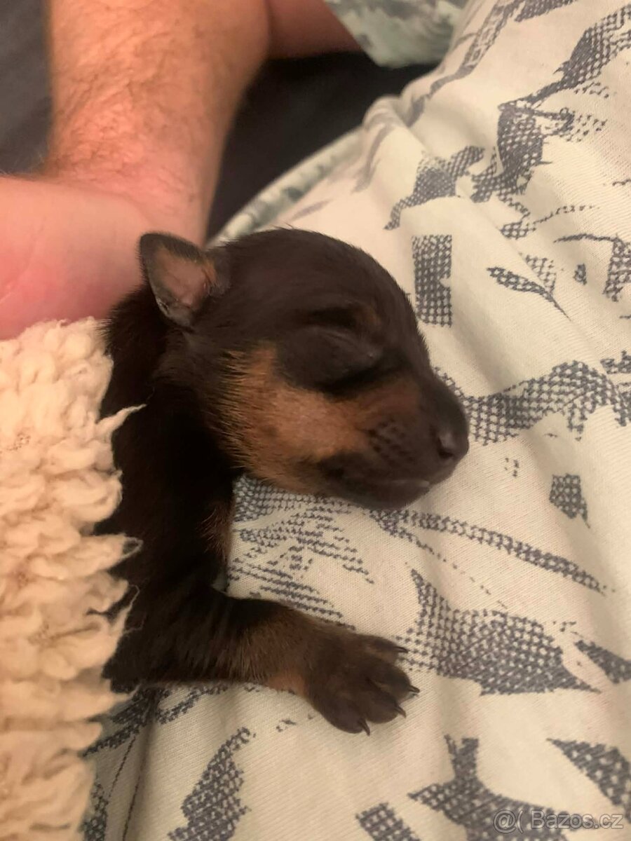 Pražský krysařík - mini - 8