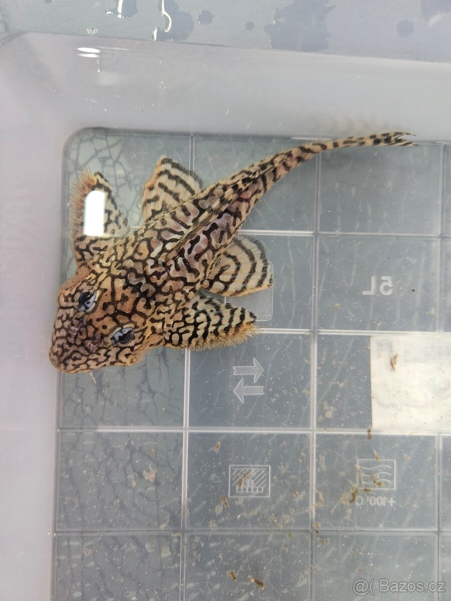 L 236 Super Yellow - chovné páry - 8