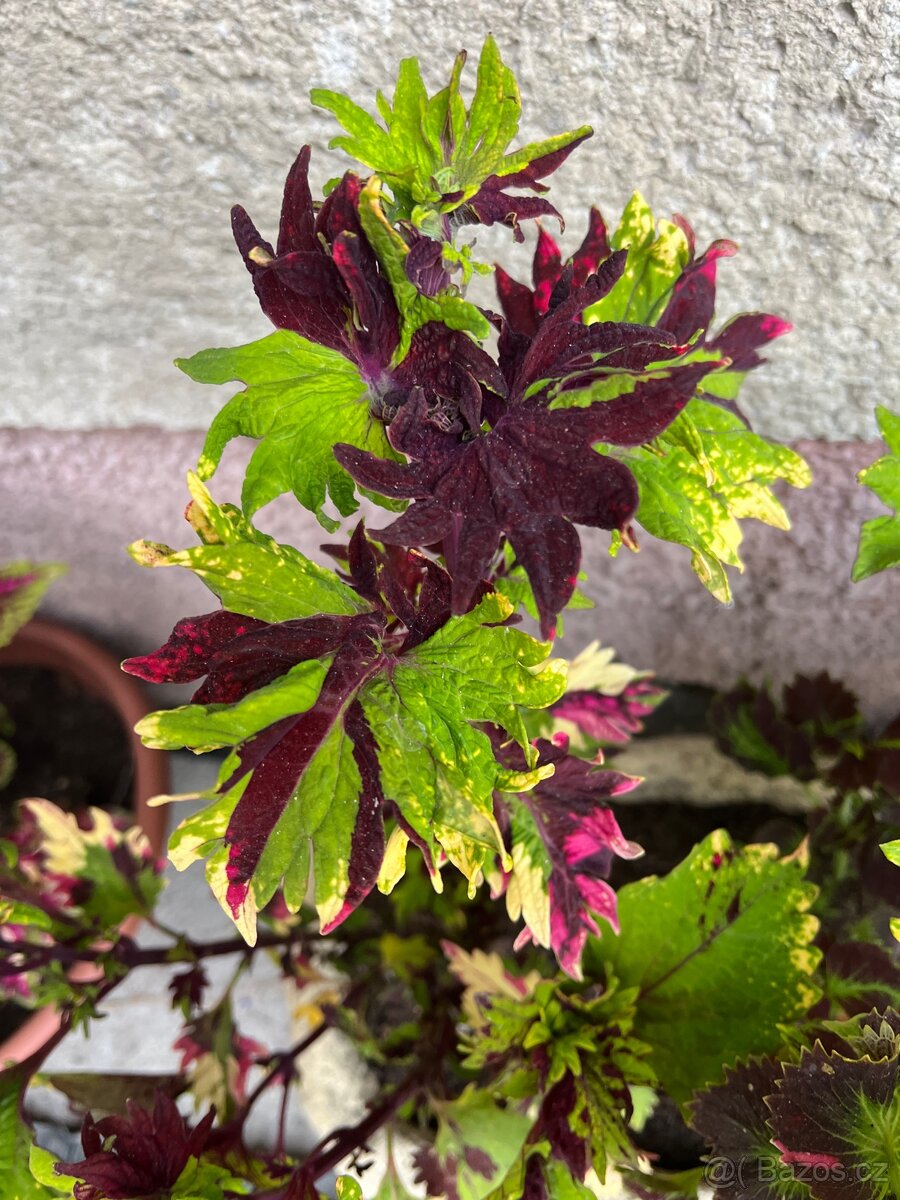 Africké kopřivy - 8