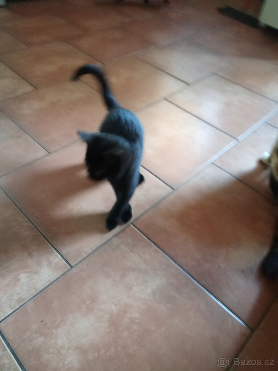 Koťátka - 8