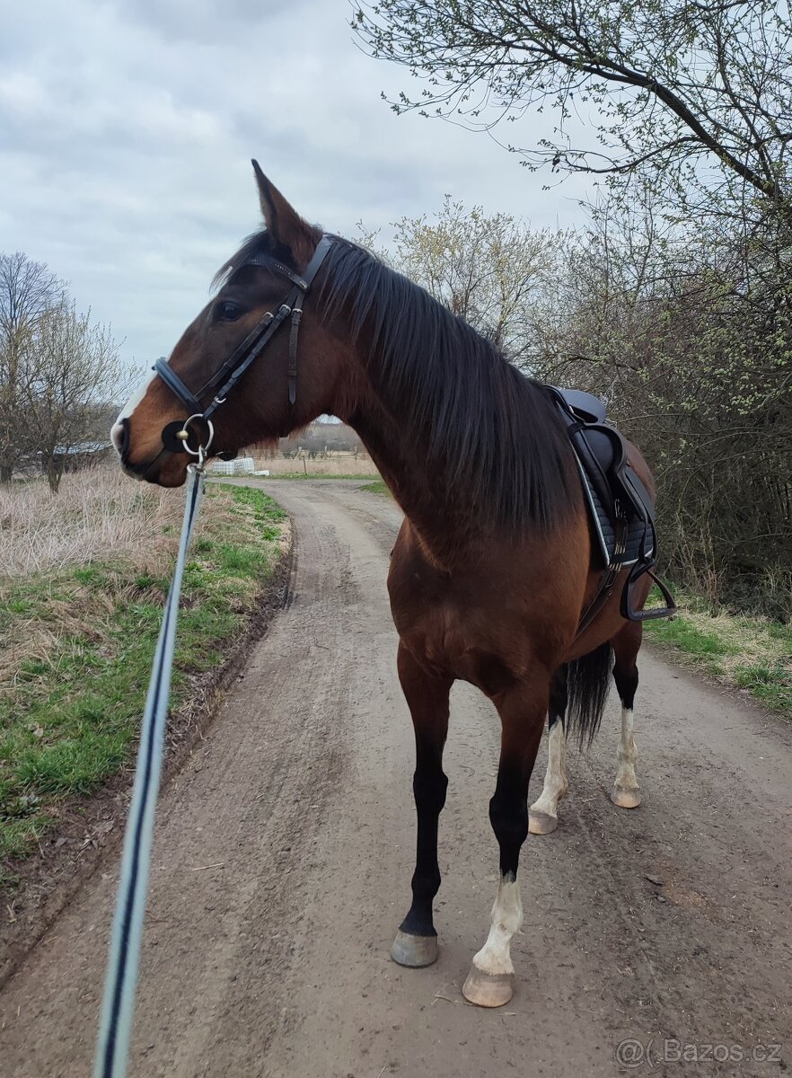 Líbivá 6-letá klisna - do konce roku cena dohodou - 8