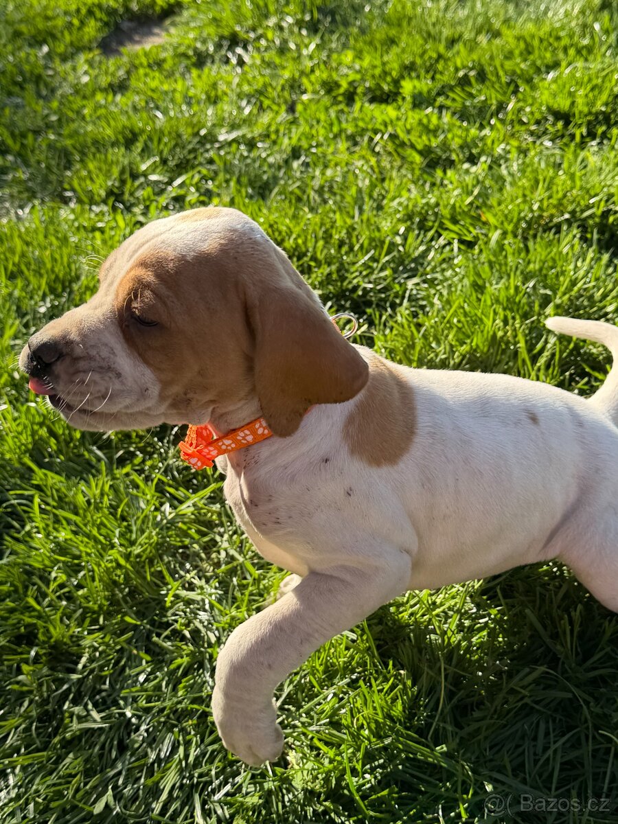 POINTER, stěňata bez P.P. - 8