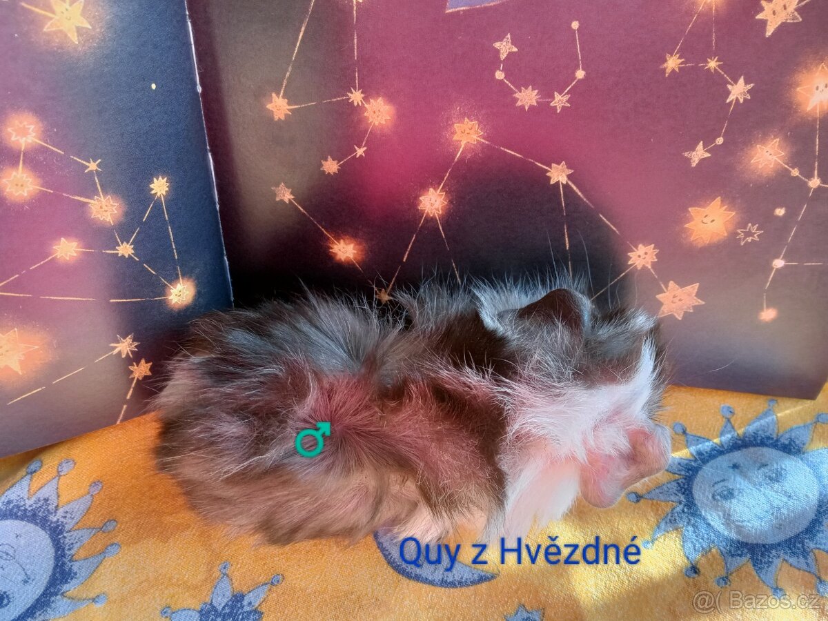 Morčátko CHS Z Hvězdné Liberec - 8