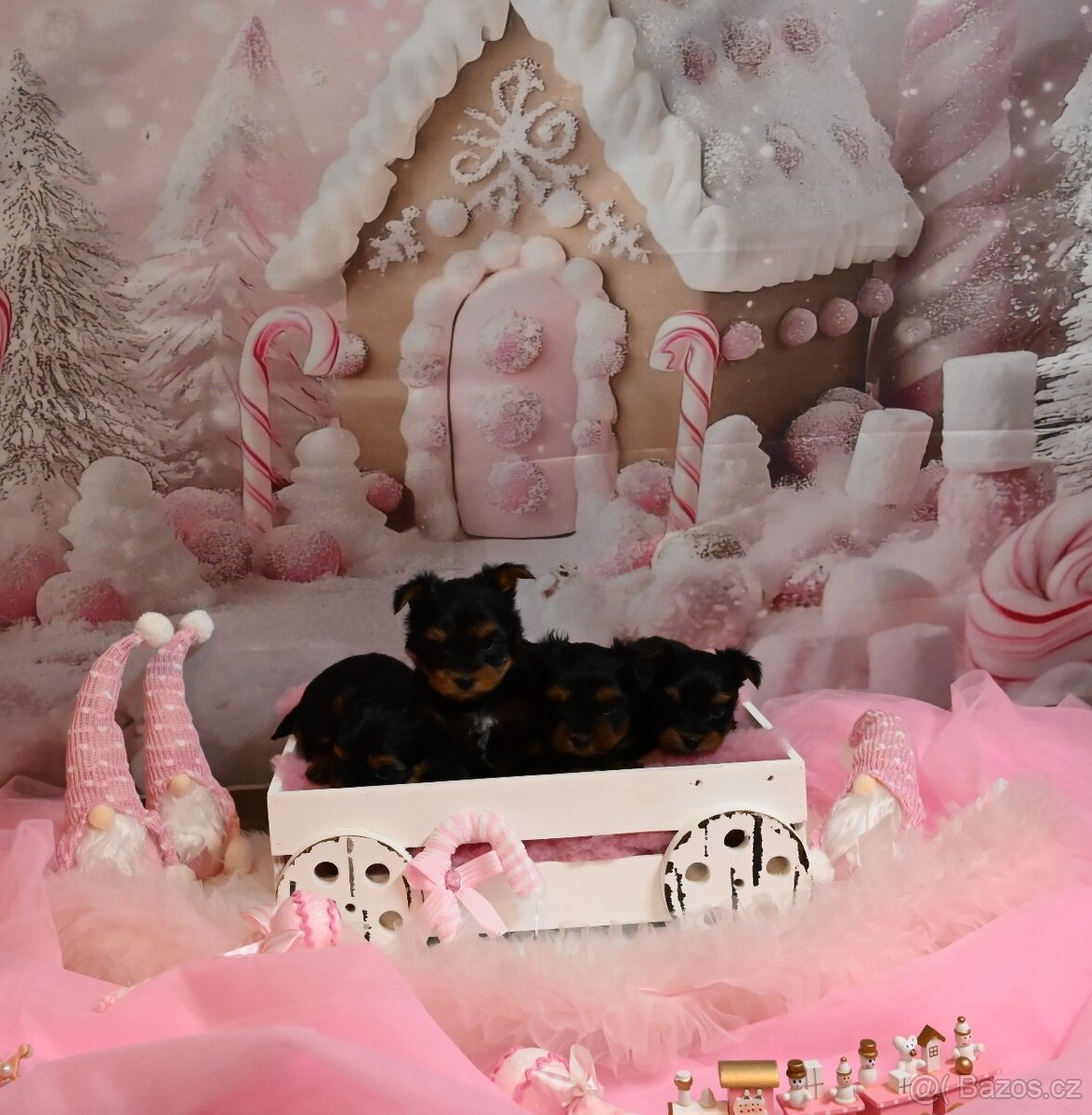 Jorkšírský teriér s PP - 8