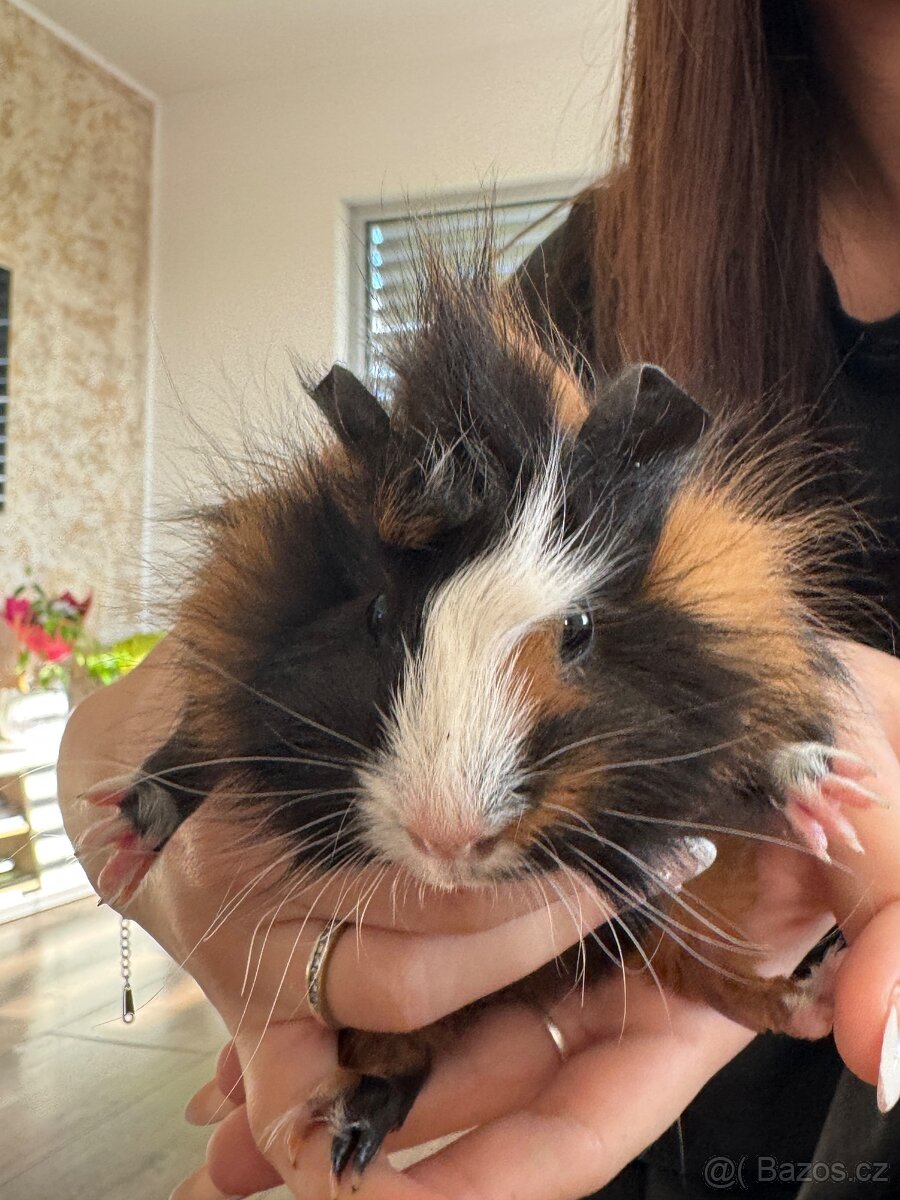 Darujeme mláďata morčat - 8