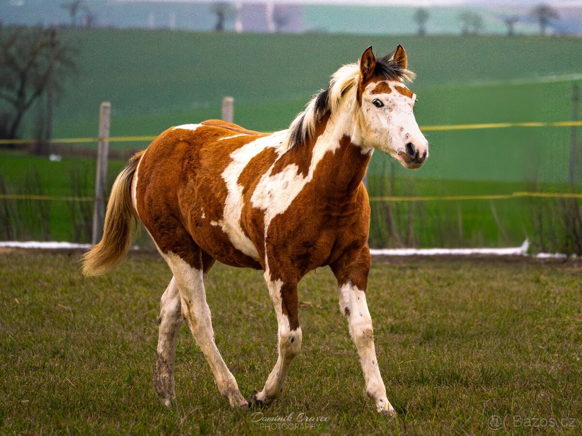 American Paint Horse - 8