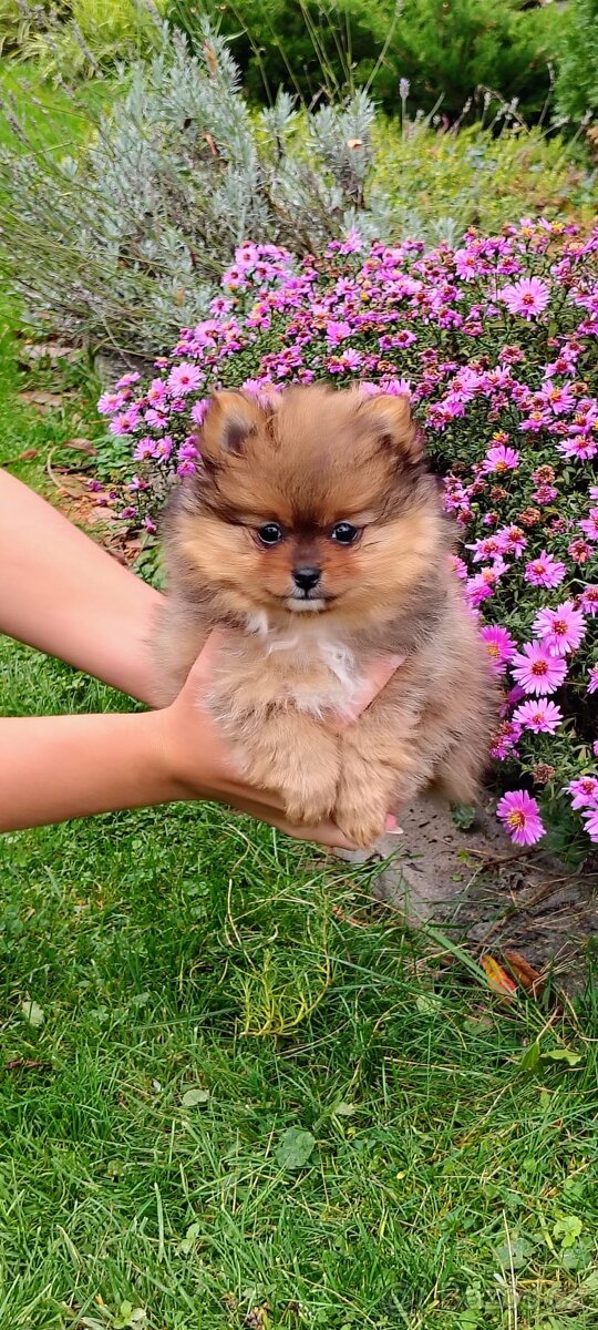 POMERANIAN S PP - 8