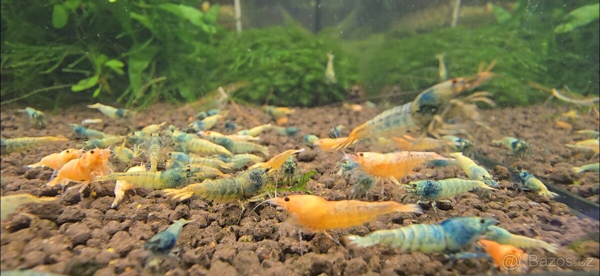 Krevetky caridina - 8