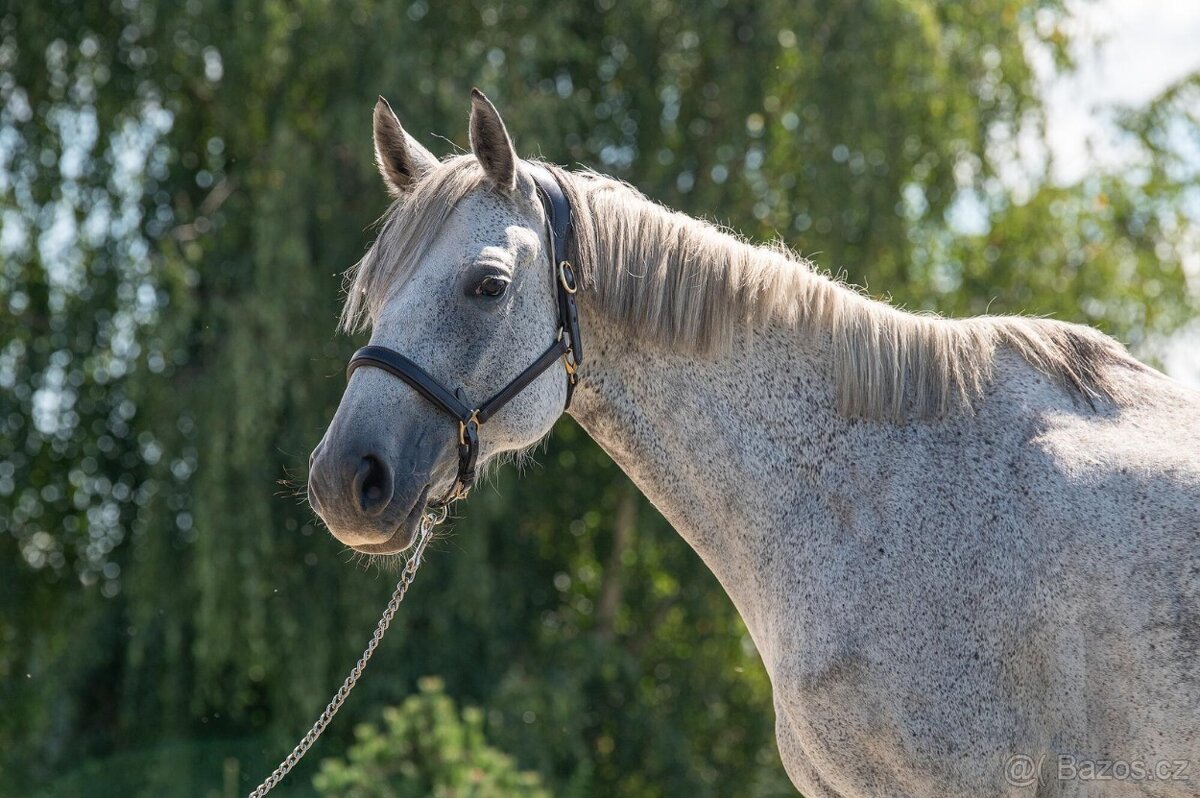 Luxusní klisna do chovu a rekreaci - 8