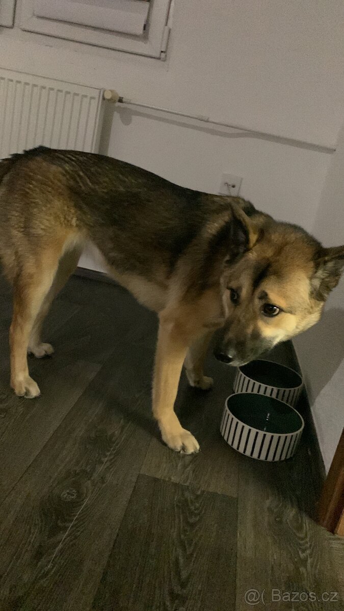 Daruji roční fenku - 8