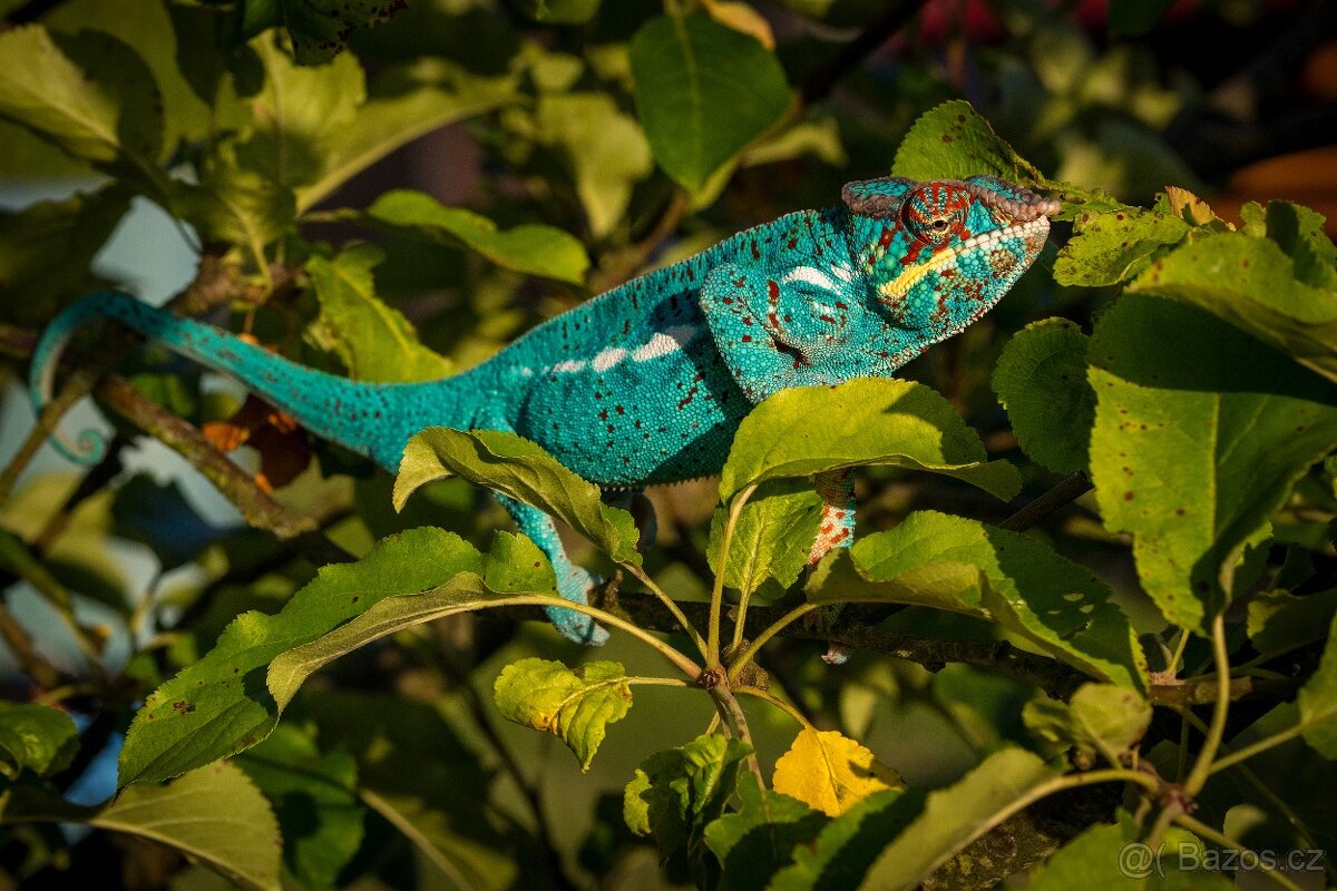 chameleon pardálí, terárium - 8