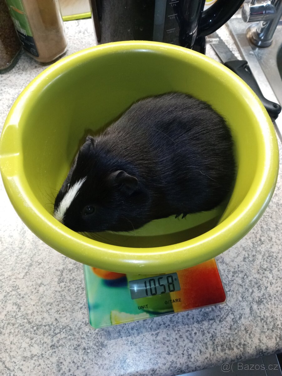 CUY (75%) Morčata - samečci - 8