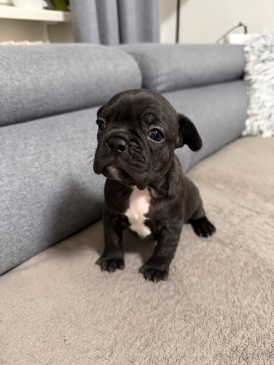 Francouzský buldoček - 8