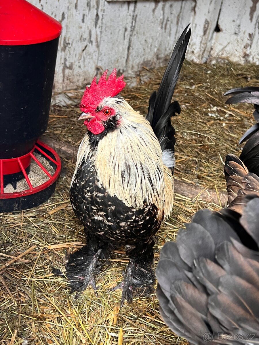 Kříženec araukany a hedvábničky - 8