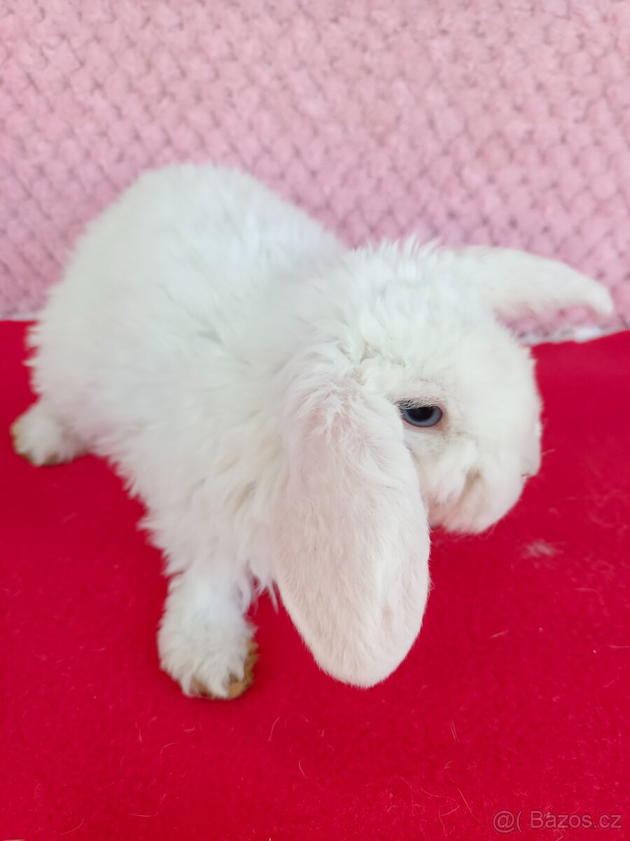 Zakrslý beránek - 8