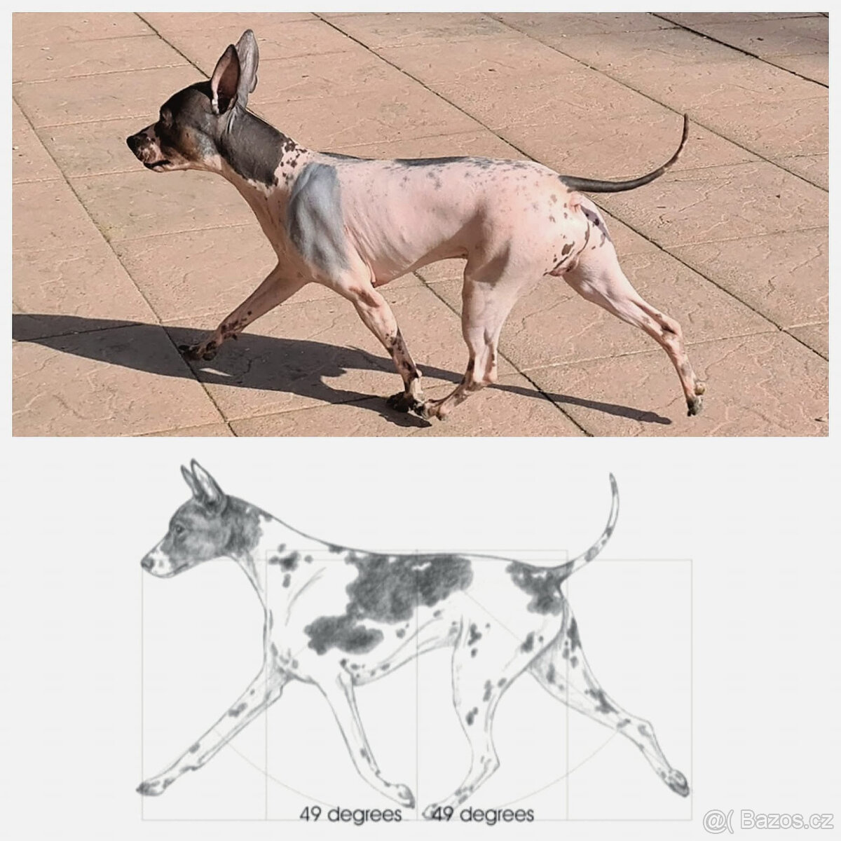 Chovatelská stanice Silesia Iron americký bezsrstý teriér - 8