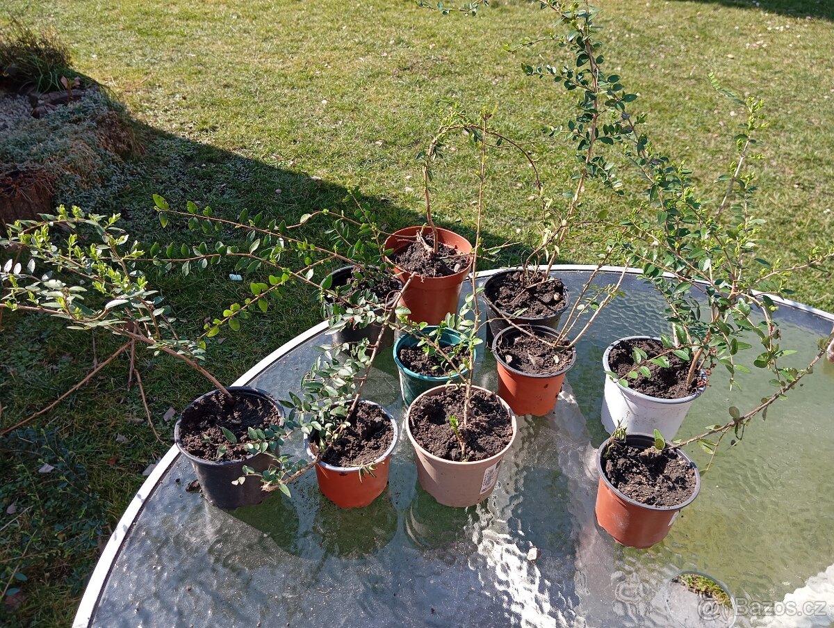 Trvalky a semena rostlin - 8