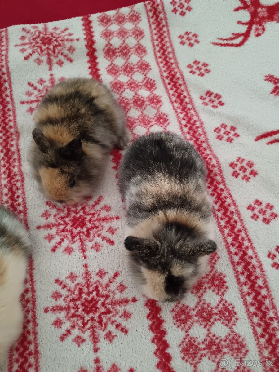 Zakrslý králík králíček - 8