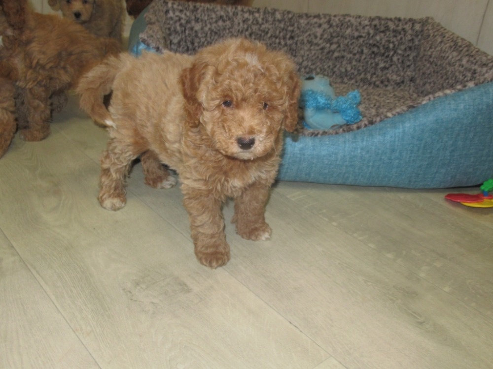 Maltipoo štěňátka - 8