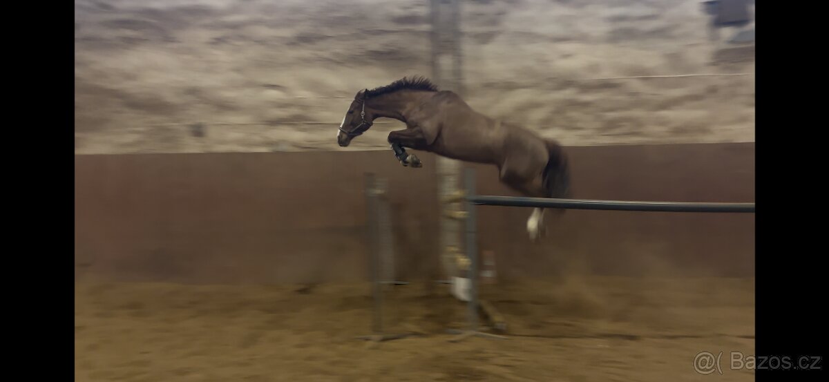 Líbivá ryzka na prodej - 8