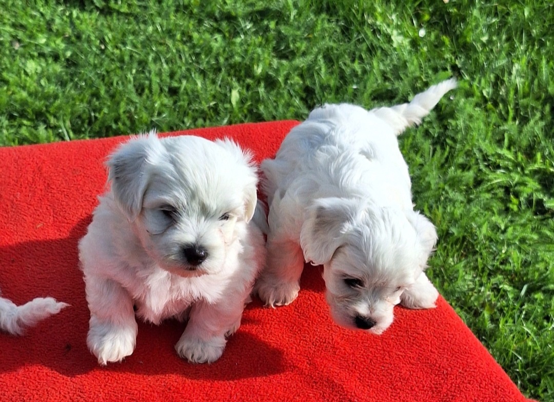 Bišonik na predaj - 8