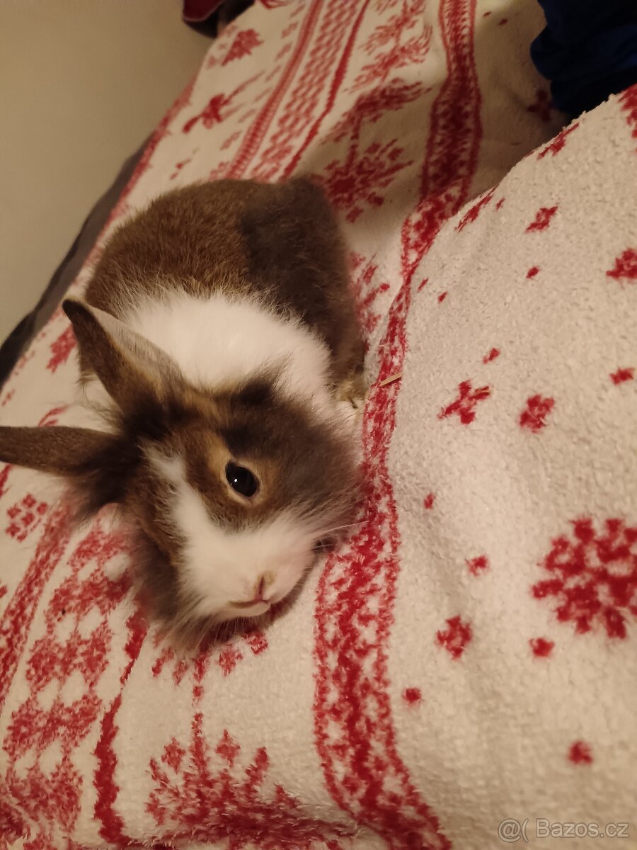 Zakrslý králík králíček Minilop, Lev - 8